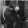 Norfolk Spider' The Cloven Footed Horse, exhibited in Spennymoor in the 1920s