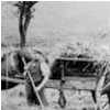 Bishops Close Farm Harvest Time c.1920's
