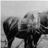 Bishops Close Farm Ploughing c.1920's
