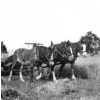 Horses towing the binder