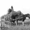Haymaking