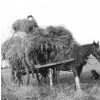 Haymaking